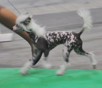 Haute couture Little Champs