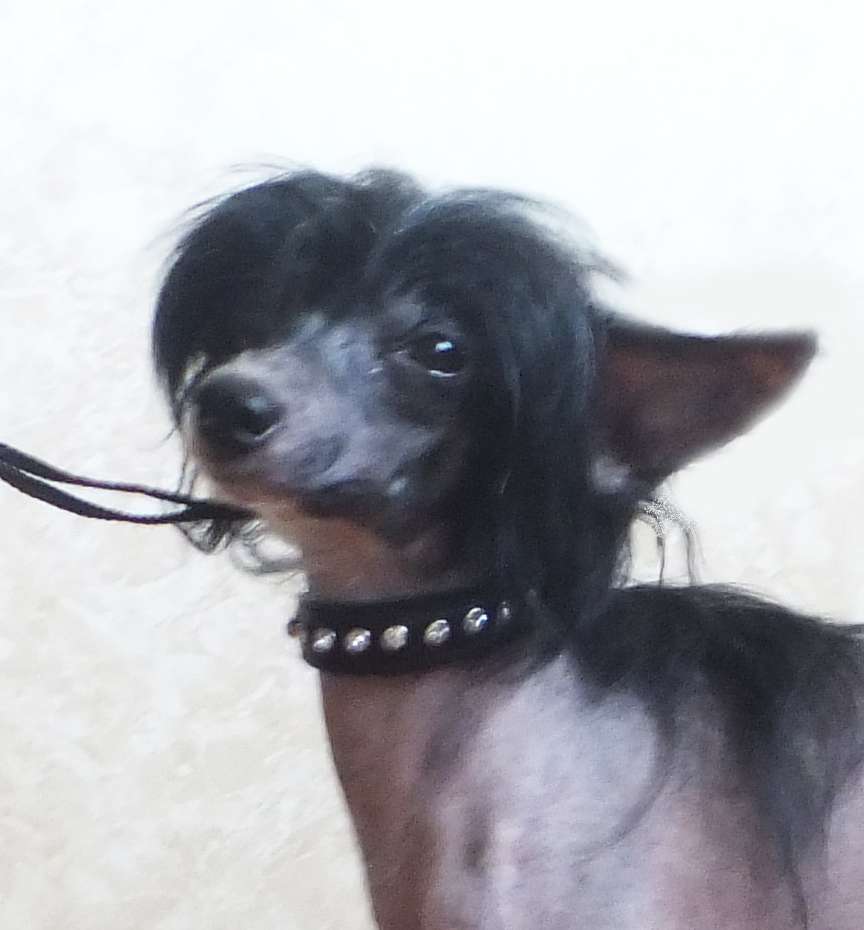 Rugen Miko Dark mysterious Prince