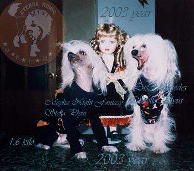 Meyka Night Fantasy Stella Plyus