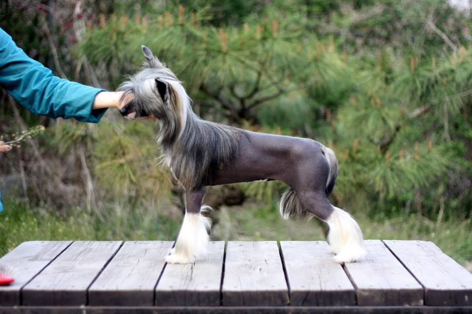 Lorita Star Voskhodyashchaya Zvezda