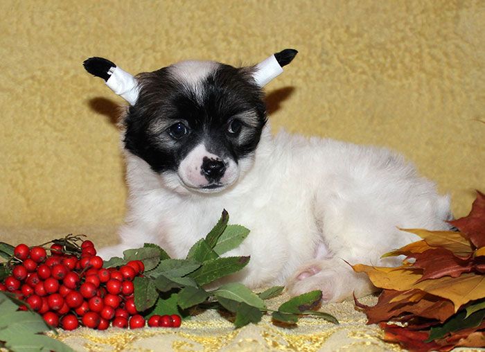 Lorita Star Vozdushnyy Potseluy