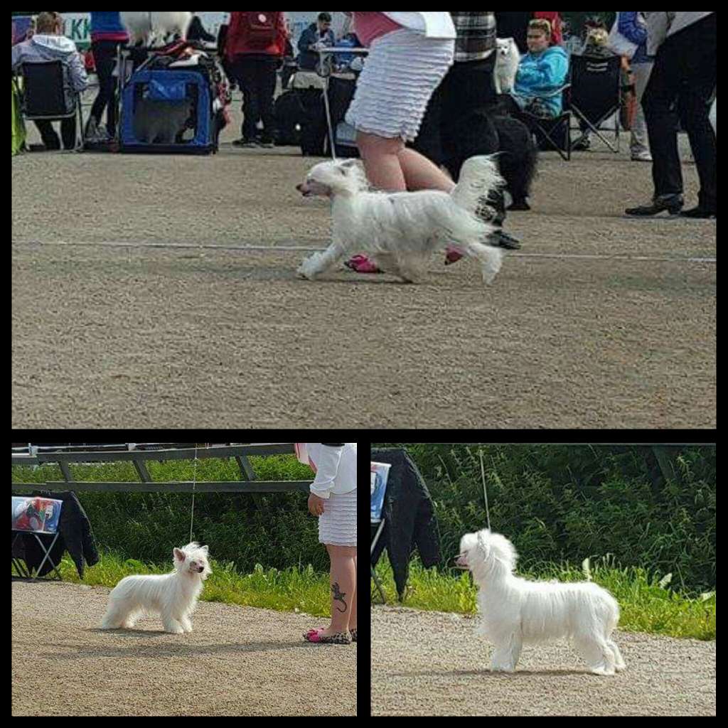 Selfcresteem's Forgot The Toe