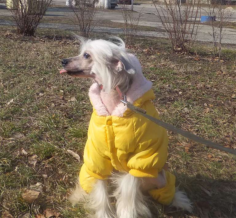 Rugen Miko Invincible Yvette