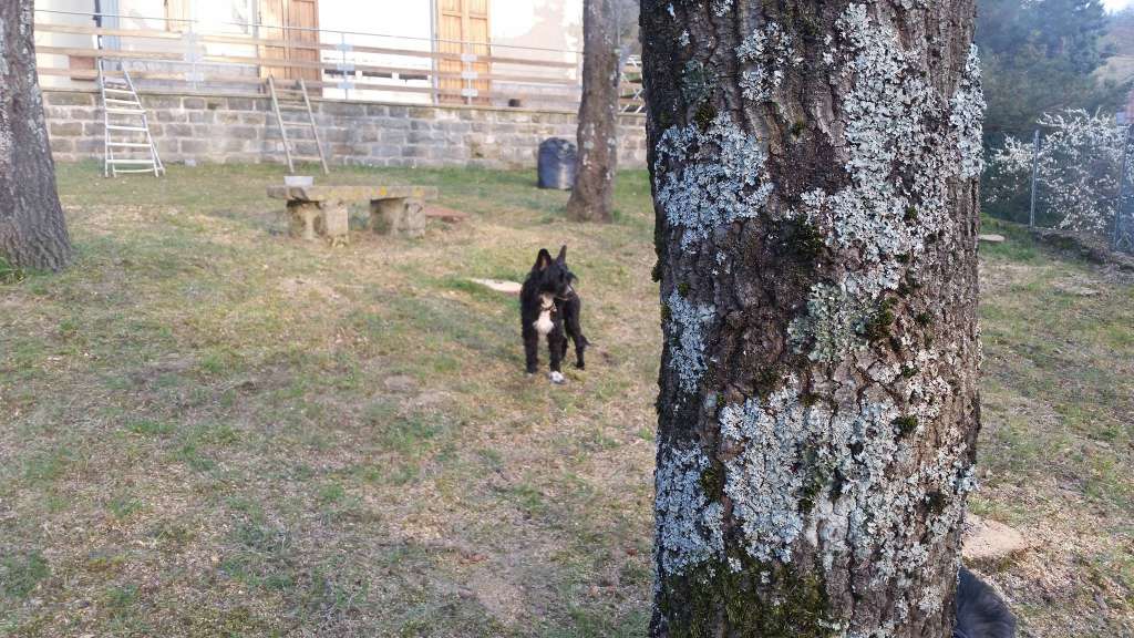 Golden Diamond Cresteds Laredo