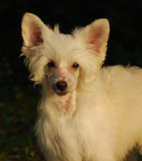 Golden Diamond Cresteds Lullaby