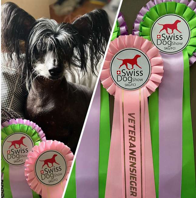 Damon von Dolce Diamante