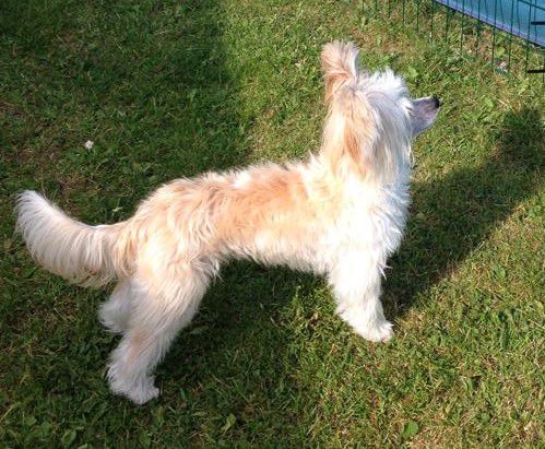 Tiny Rascal's Bugatti Veyron