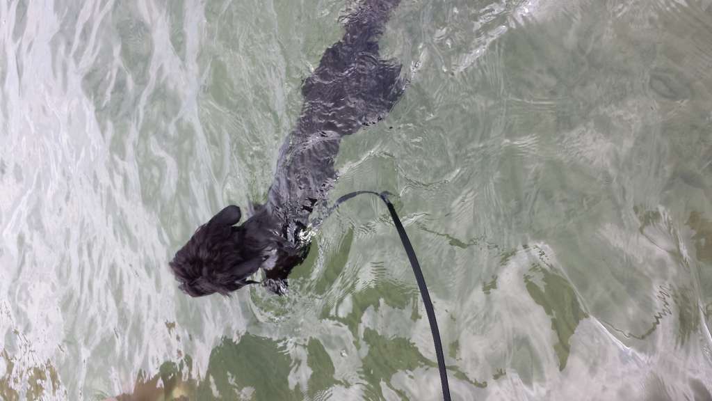 Tiny Rascal's Rolls-Royce Phantom