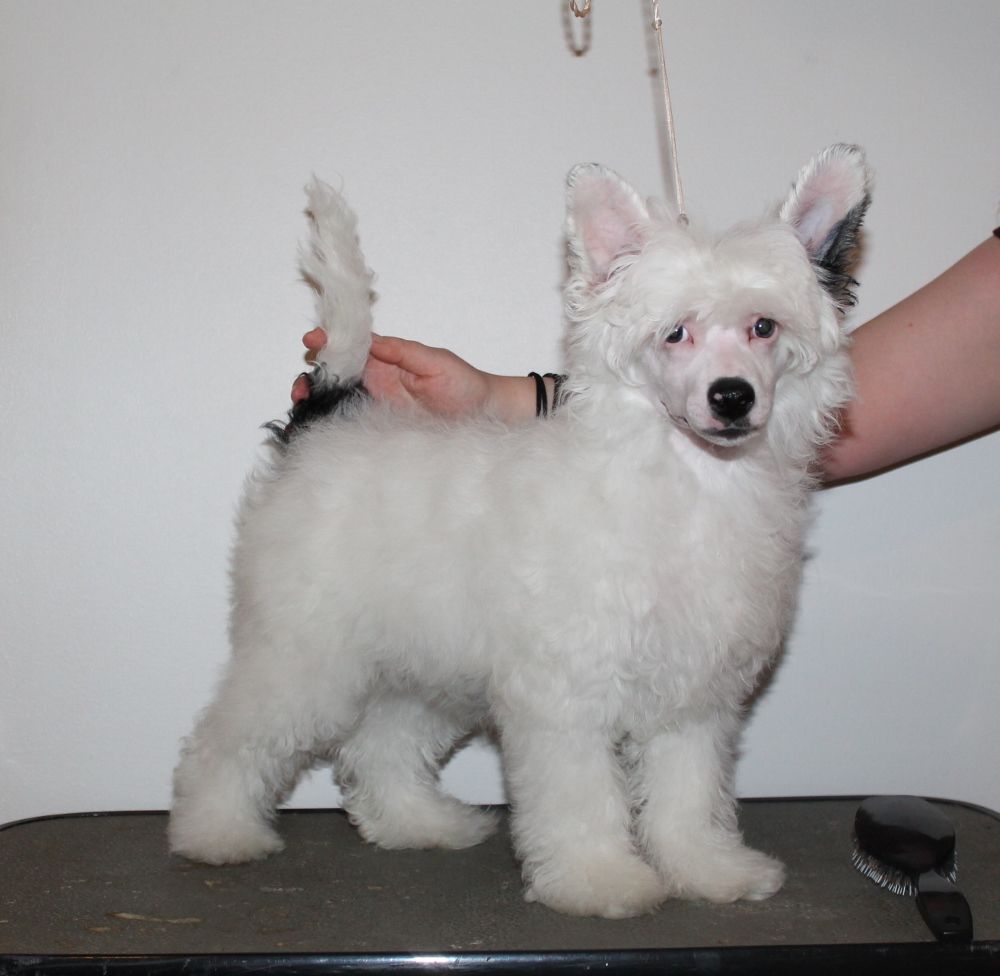 Selfcresteem's From Tool To Cool