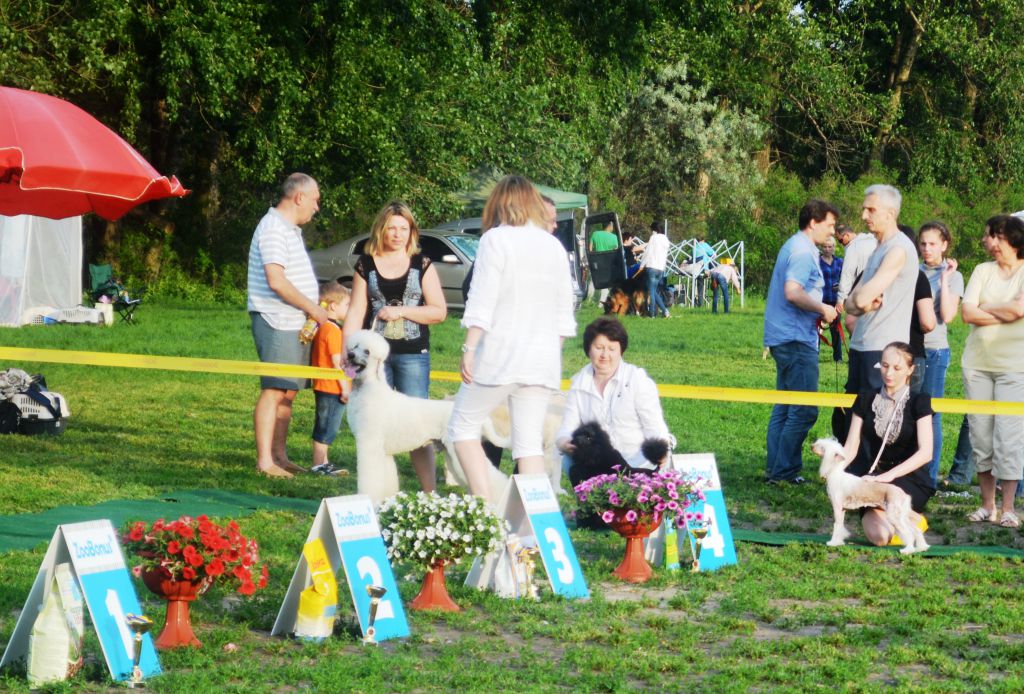 Diara Bird of Paradise