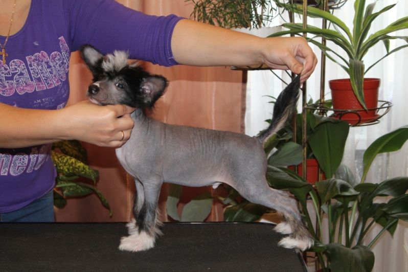 Magnet Success  Vibrance Natural