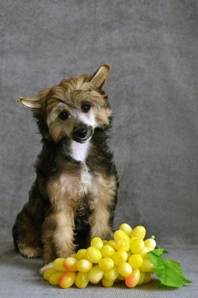 Vologodskiy Souvenir  Valkiriya