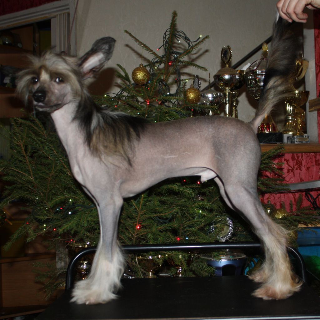 Fantazy Night A Star Spirit