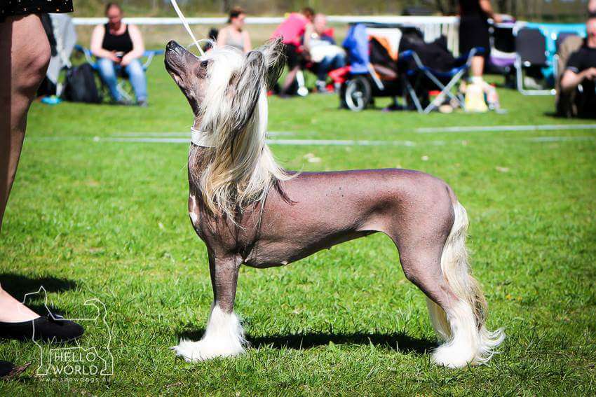 Smedbys Royal Orange