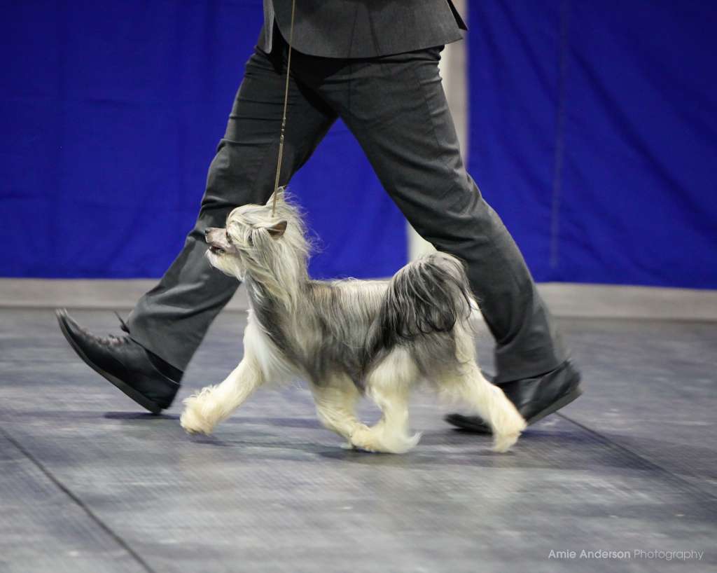 Calowin's Knight Ryder