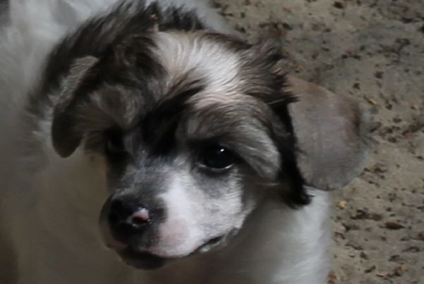 Max Top Model De Rama