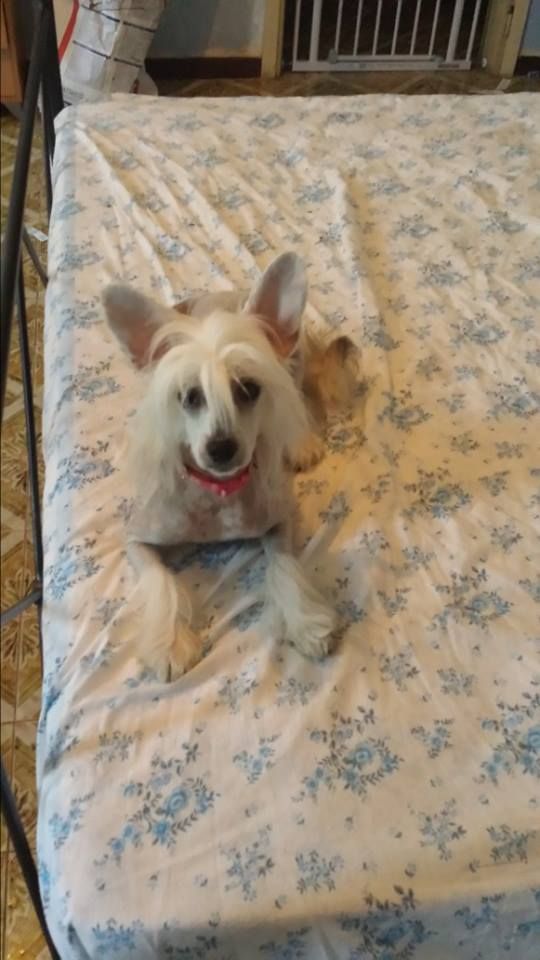 Lady Ml Italian Girl