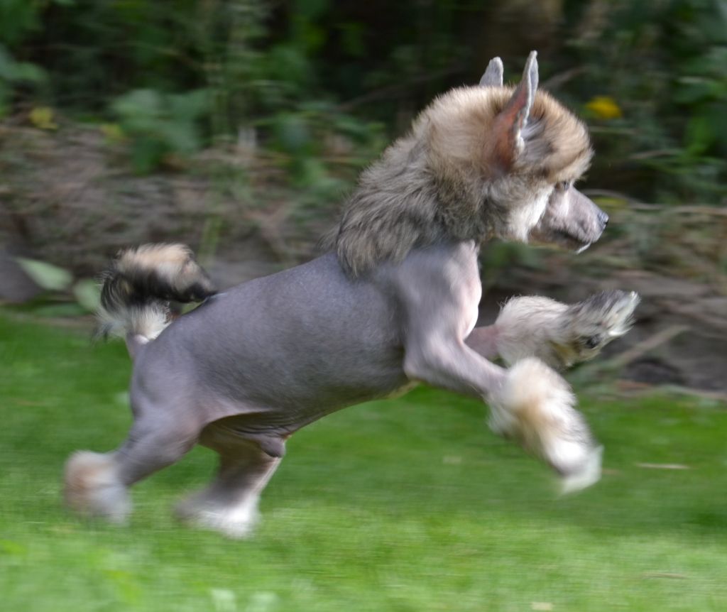 Dragonland Hollywood