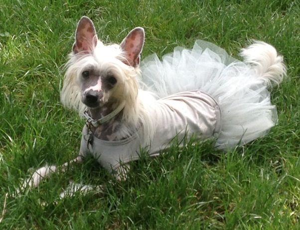 Immortelle Shelley des Picholines