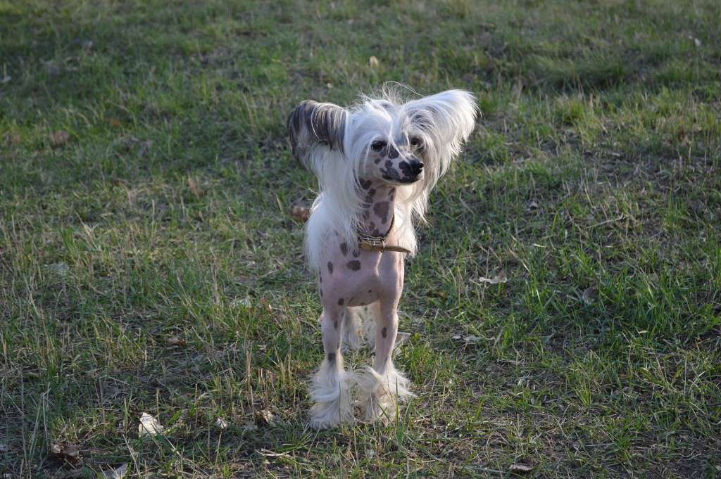 Angel O' Check Nelson Horatio.