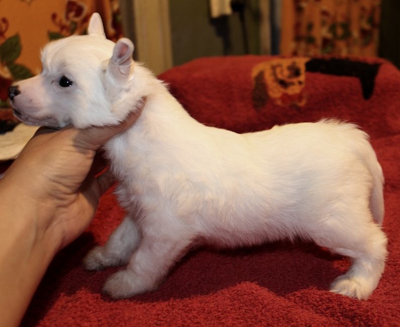 Angel O' Check  Narcissus.