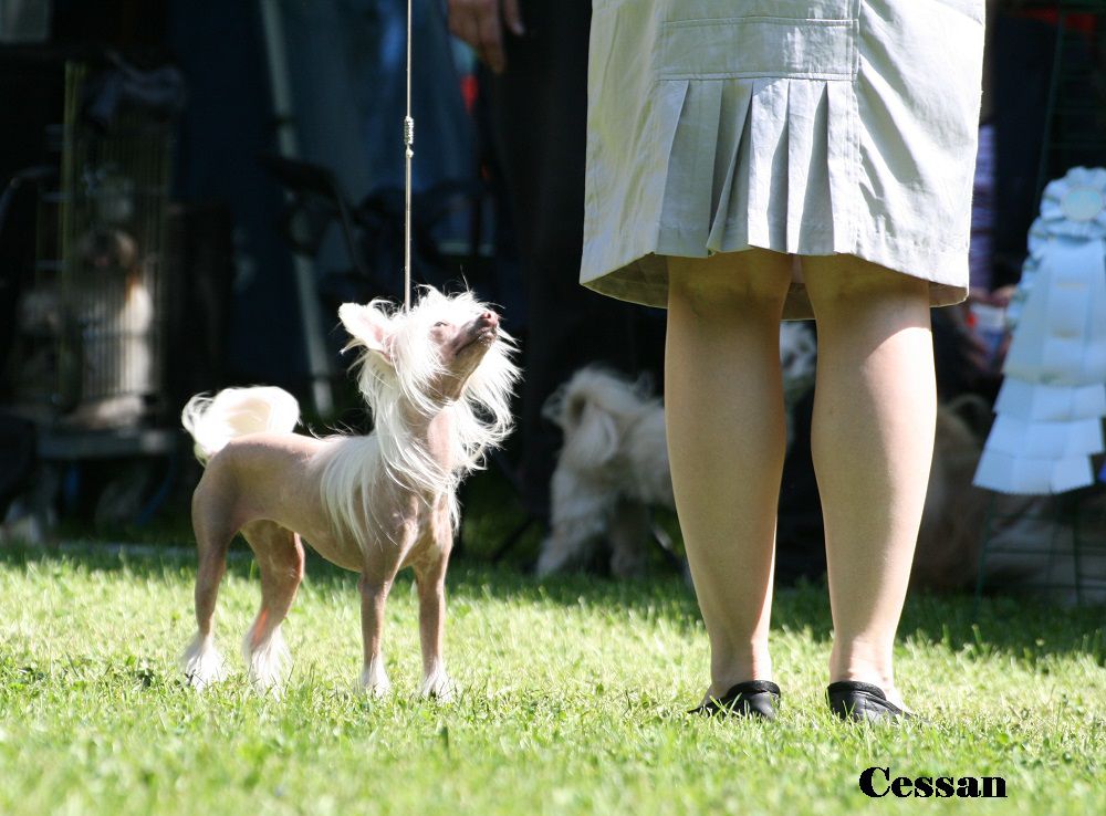 Twilight Dreamstar's Dizaronna