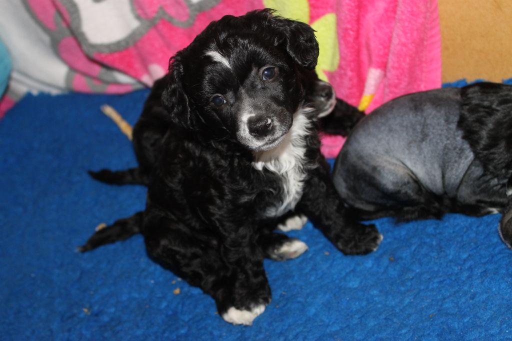 Jacinda Black Diamond