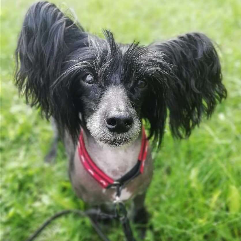 Jacinda Black Velvet