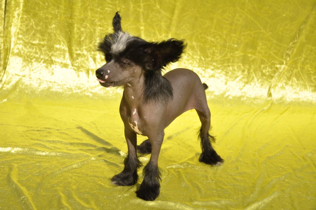 Desireme Born To Be Alive