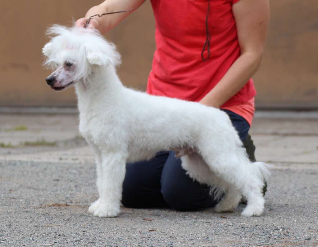 Maybell's Relaxed Polar Bear