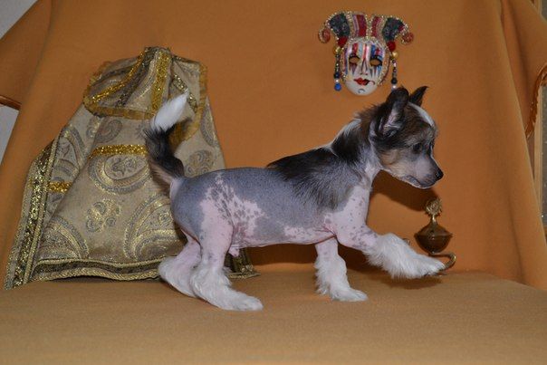 Ceylon National Pride