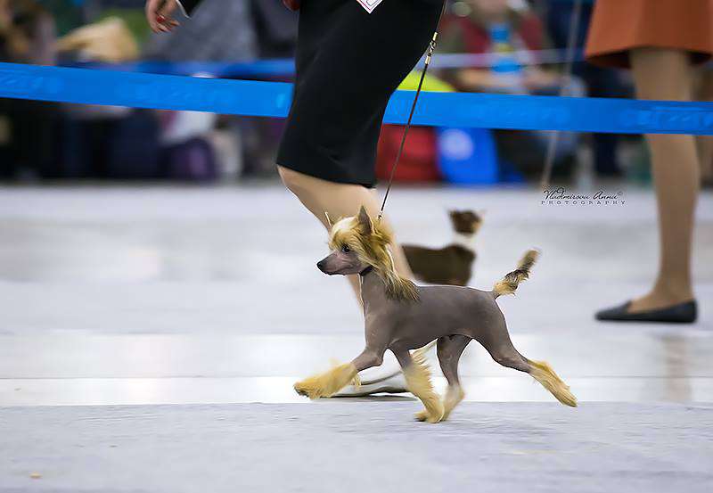 Rolana Family Nazar Nirvana's Devisee