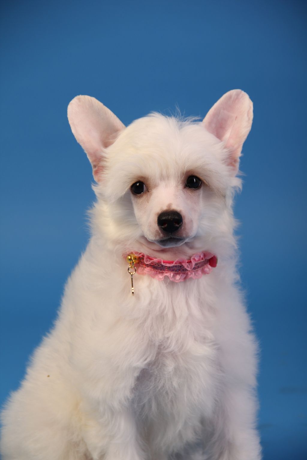 Rolana Family Izabel