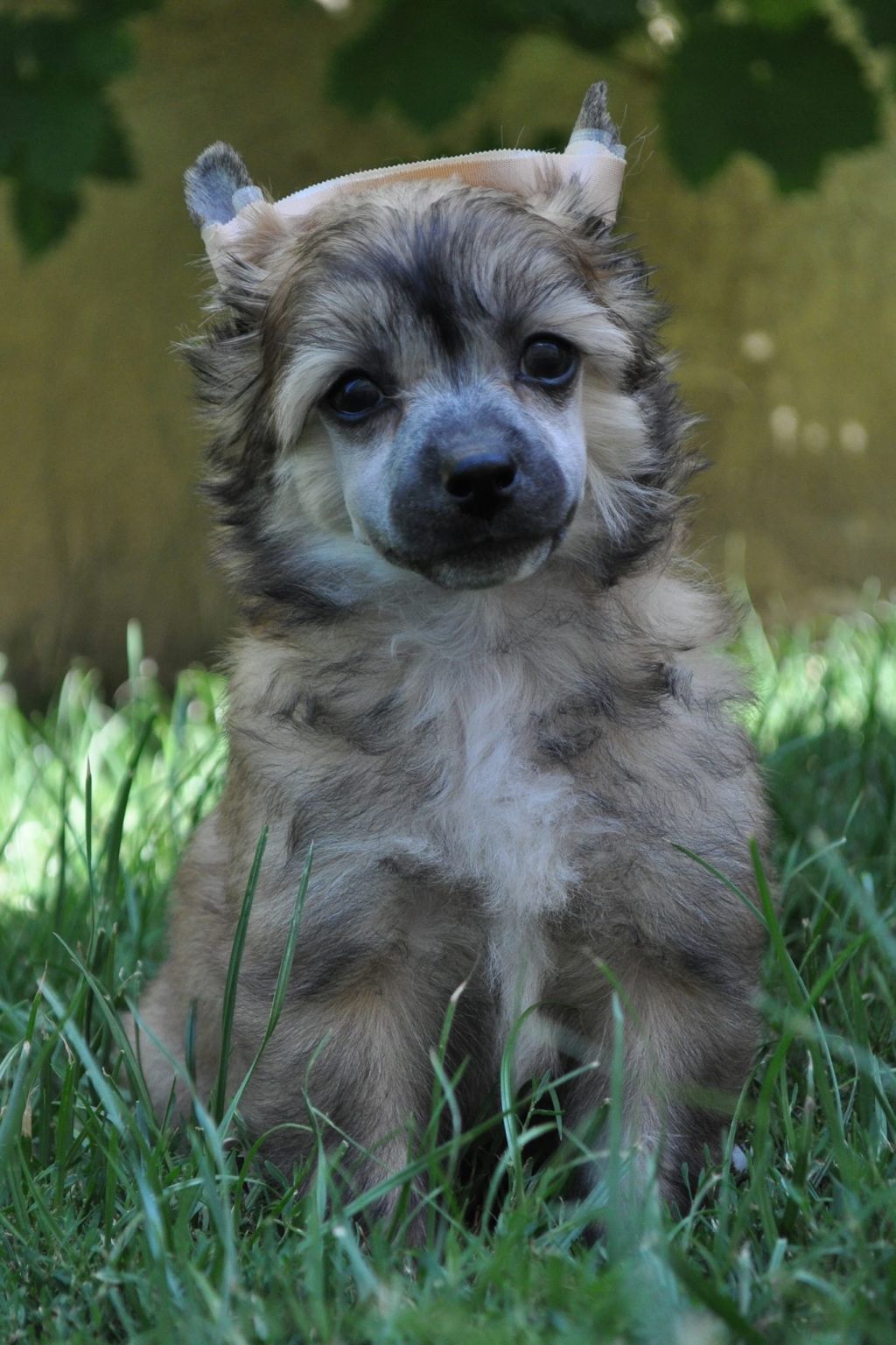 Bubbling Spirit Dave Bandit