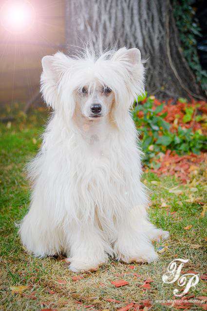 Bubbling Spirit Dora Minella