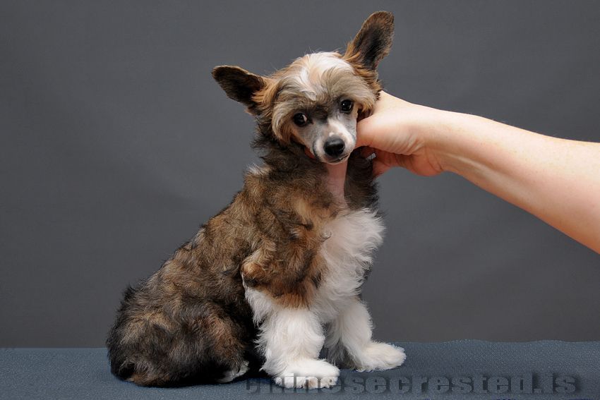 Practical Hero Miss Iceland