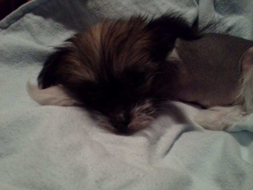 Boston's Bada Bing Bada Boom "Boomer"