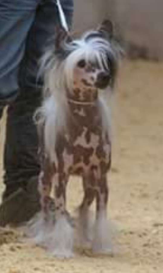 Catch your Dreams Cante Tinza