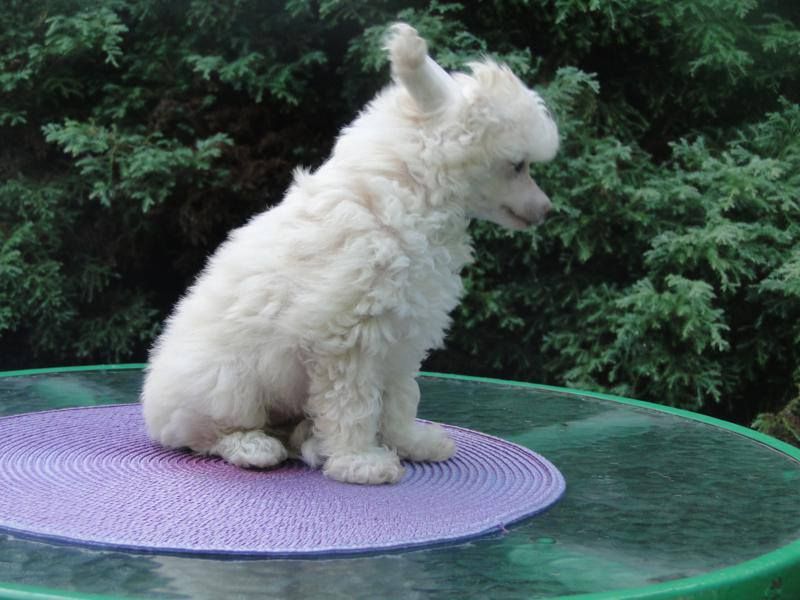 ARONIA Capo-Vaticano