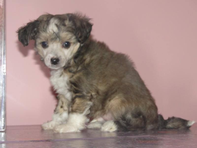 ANANAS Capo-Vaticano