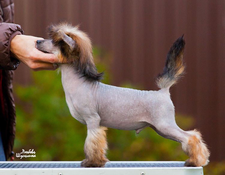 Olegro Katrin Paco Rabanne