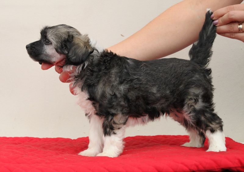 Bryelis Shout At The Devil