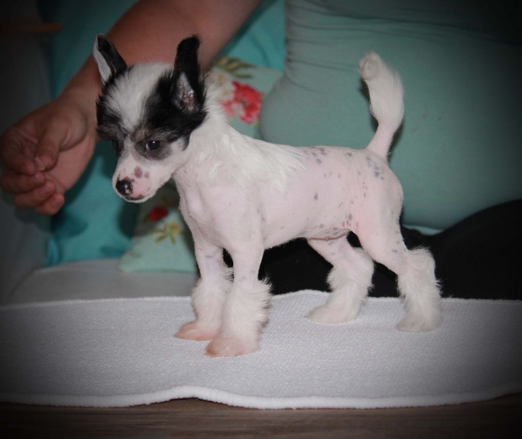 Rimabra's Ring Bling