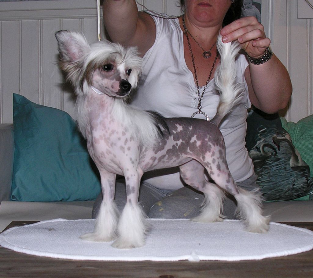 Rimabra's Blueberry Kiss