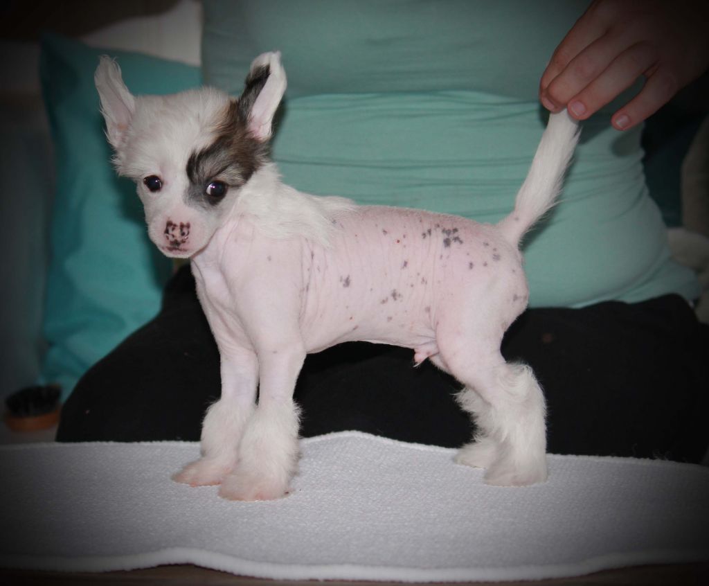 Rimabra's New Design