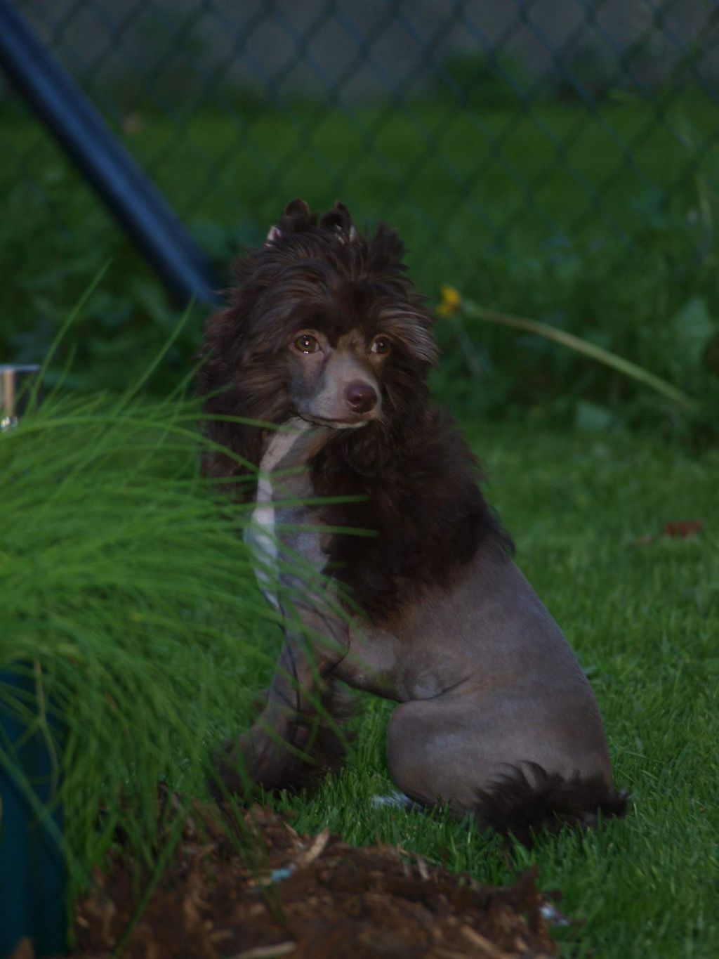 Luksorius Alfa Romeo