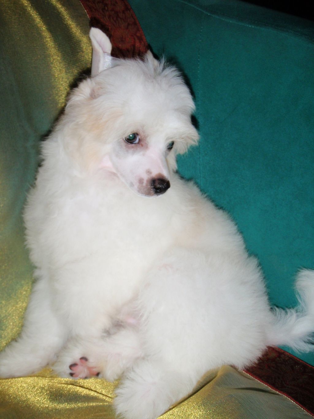 Pu Yi's Dynasty Iyqing Manchu Lee