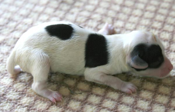 I....romantic Fairy Tale