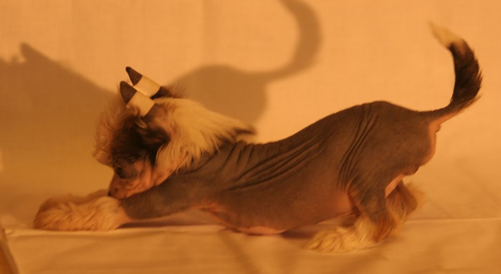 Yako de Almamasan