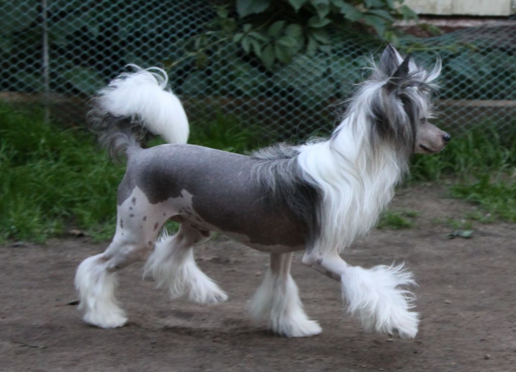 Premier Mari Scher-Khan